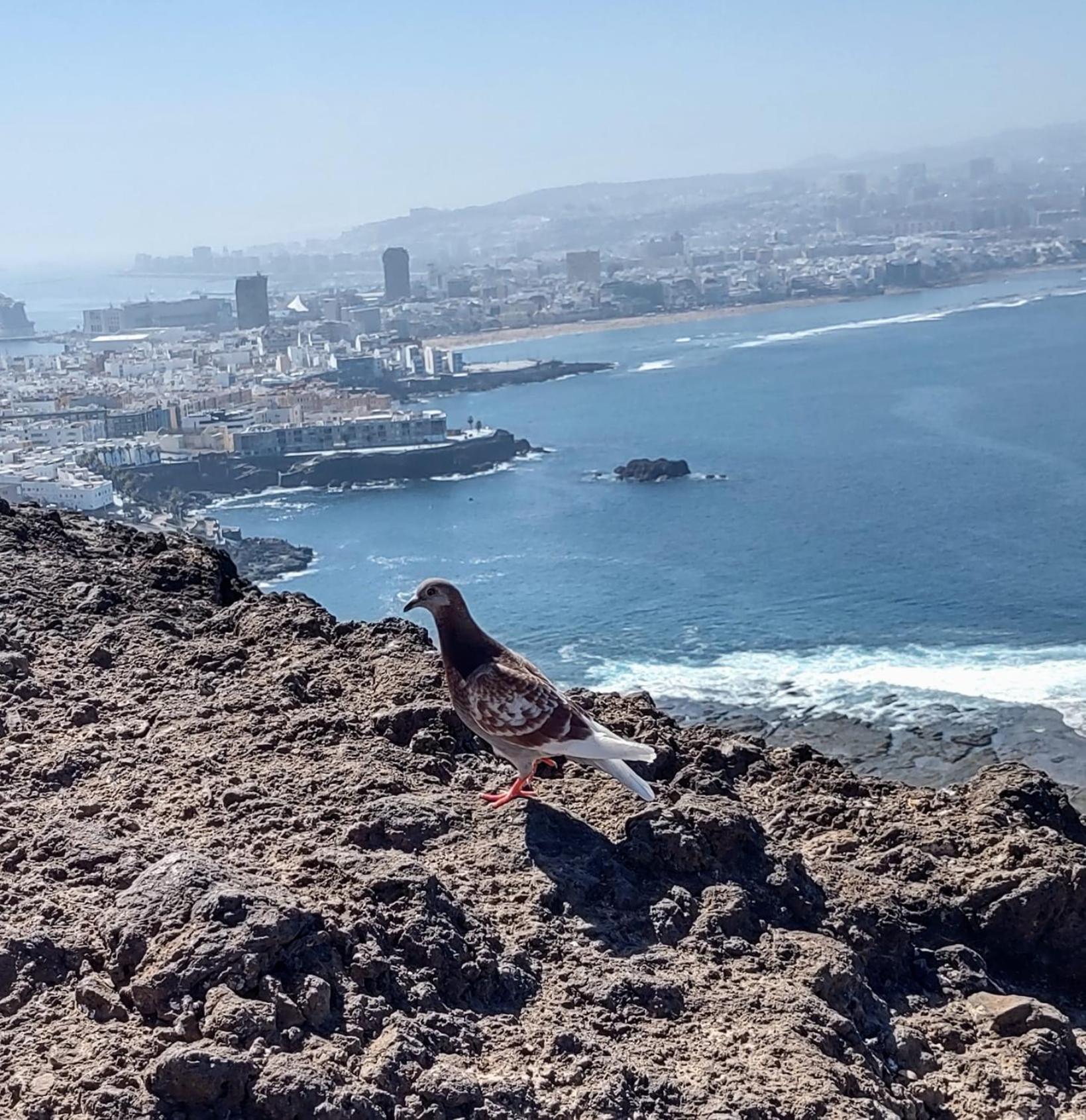 לאס פאלמס דה גראן קנאריה Bkd1 - Apartamento Entero A 50 Metros Playa De Las Canteras מראה חיצוני תמונה